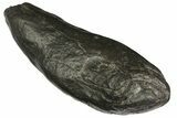 Fossil Sperm Whale (Scaldicetus) Tooth - South Carolina #176182-1
